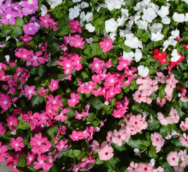 Link to Cora® XDR Vinca product page