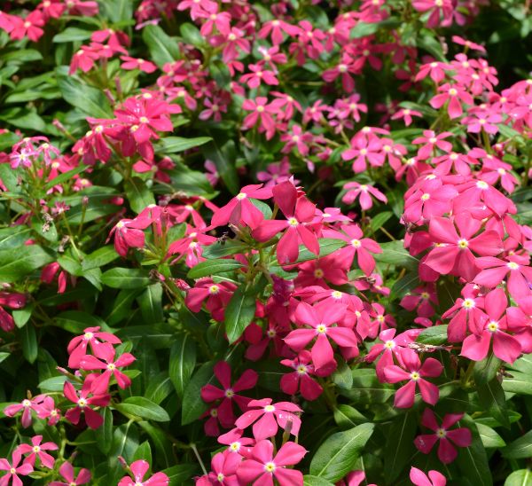 Soiree® Kawaii Catharanthus