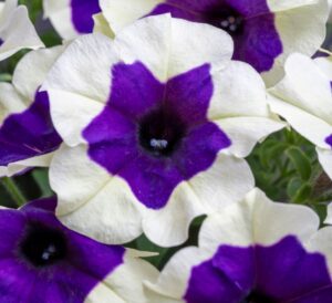 Inkblot Crazytunias