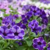 Crazytunia® Petunia