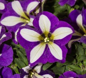 Crazytunia® Petunia