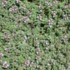 Creeping Mother of Thyme