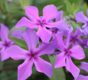 Creeping Phlox Paparazzi Jagger