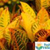 Crotons
