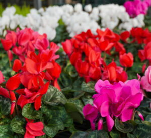 Mixed colors Cyclamen
