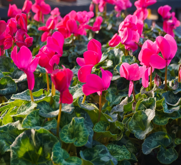Link to Cyclamen product page