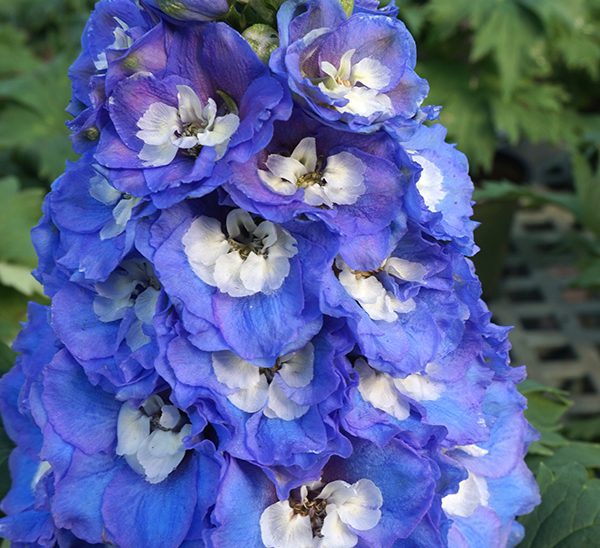 Delphinium