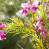 Flowering Desert Willow