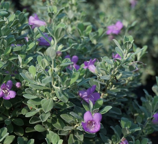 Link to Texas Sage  product page