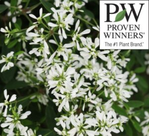 Proven Winners Diamond Snow Euphorbia