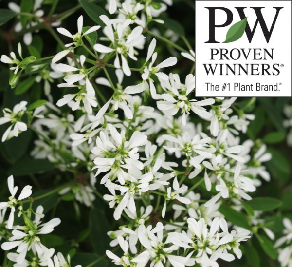 Link to Proven Winners® Annuals product page