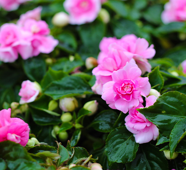 Double Impatiens