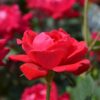 Double Knock Out Red Rose