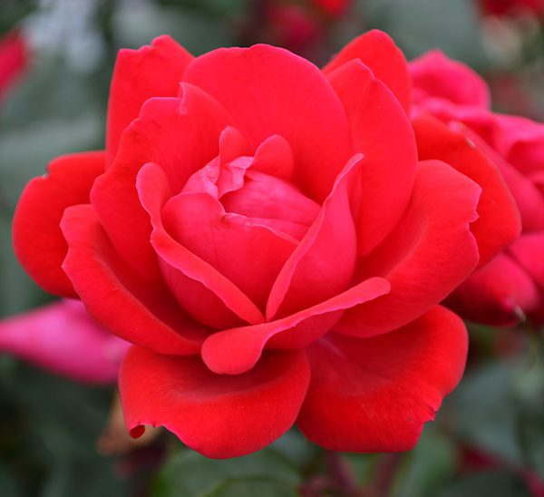 Knockout Roses Care