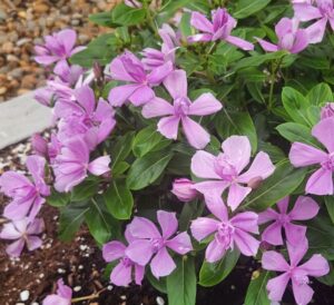 Double Orchid Catharanthus