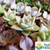 Echeveria