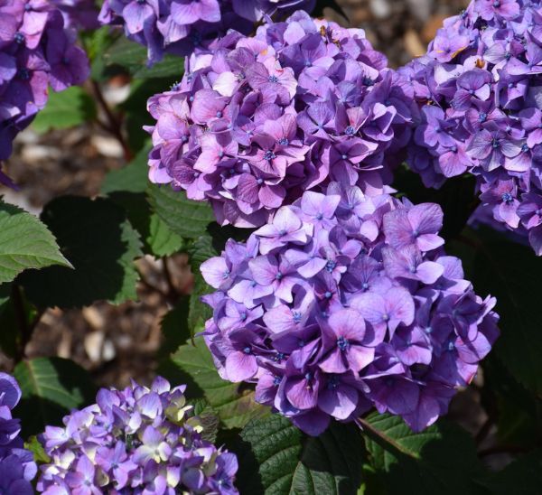 Link to Hydrangeas product page