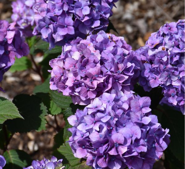 Link to Hydrangeas product page