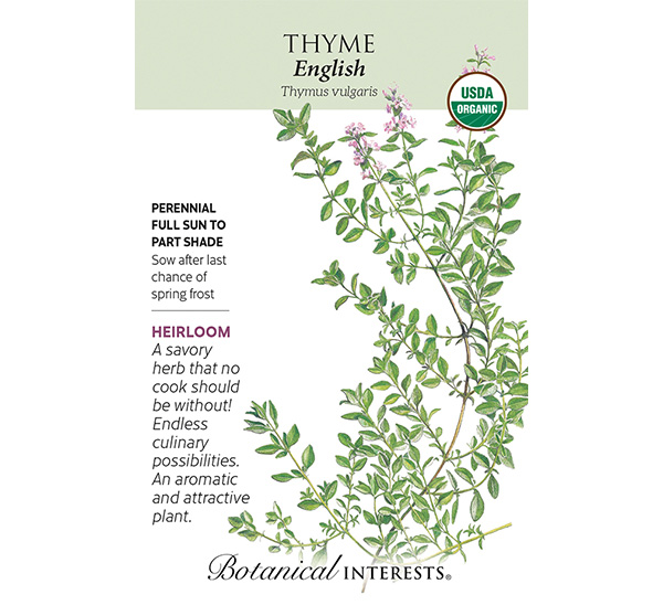English Thyme