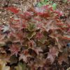 palace purple coral bells