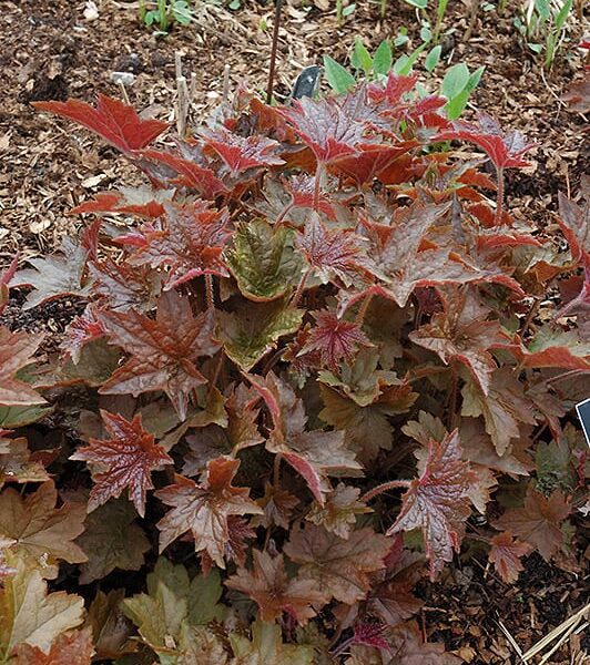 palace purple coral bells