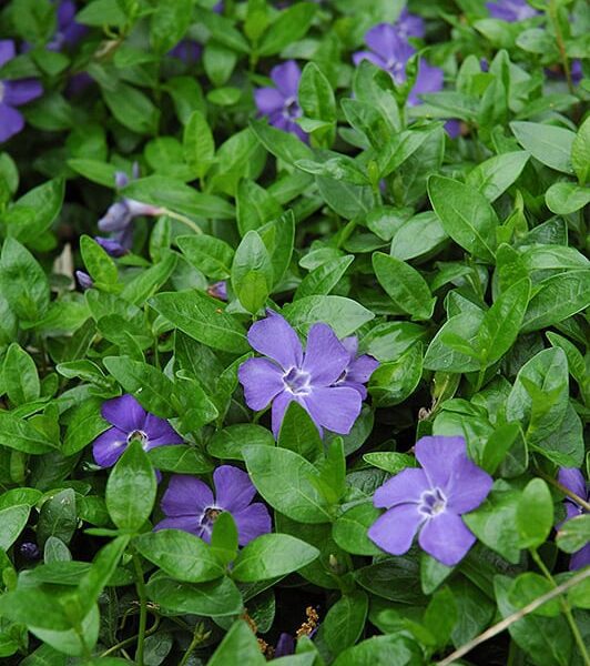 Bowles Minor Periwinkle