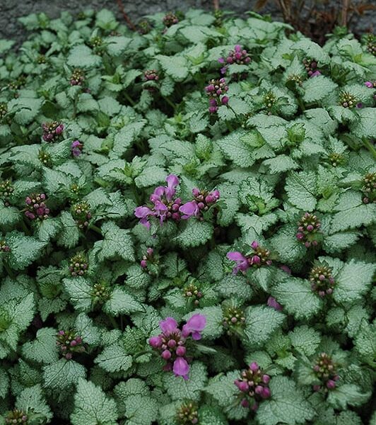 white Nancy spotted dead nettle