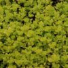 golden creeping jenny