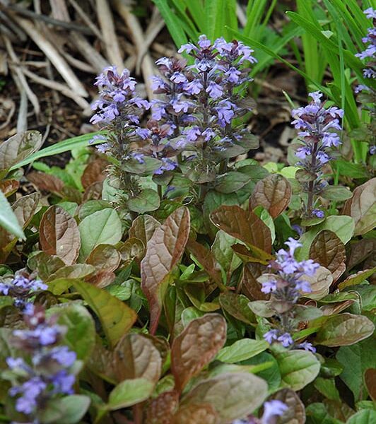 Caitlins giant bugleweed