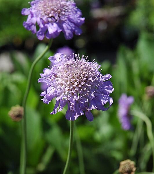 butterfly blue pincushion flower