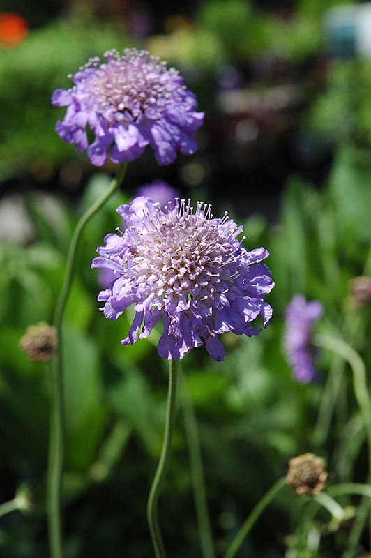 Pincushion flower clearance