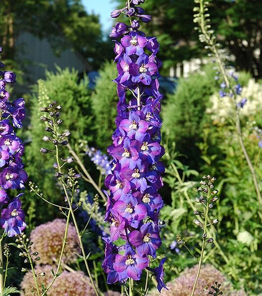 King Arthur larkspur
