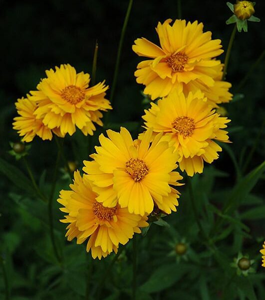 early sunrise tickseed