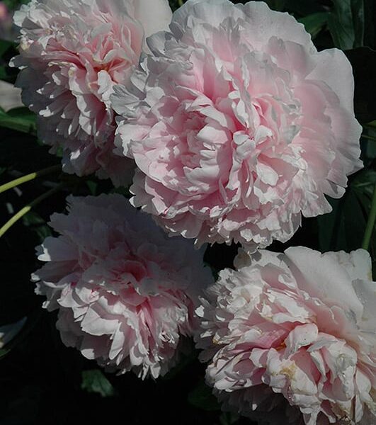 Sarah Bernhardt peony