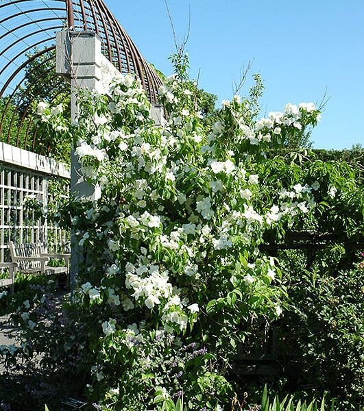 natchez mockorange