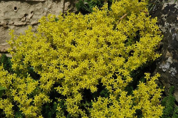 golden moss stonecrop