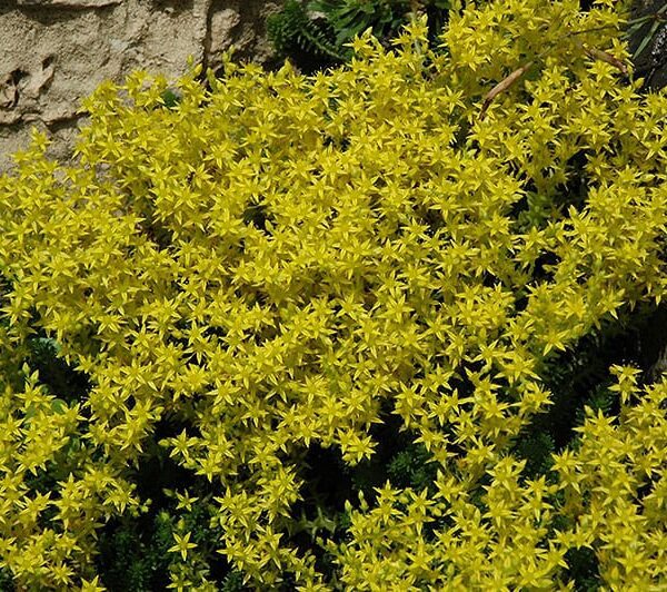 golden moss stonecrop