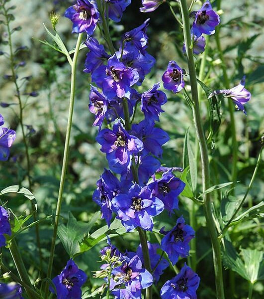 black knight larkspur