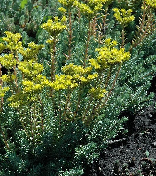 blue spruce stonecrop