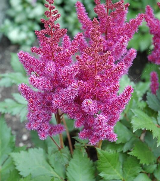 visions astilbe