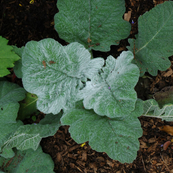 Silver Sage