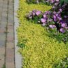 golden creeping jenny