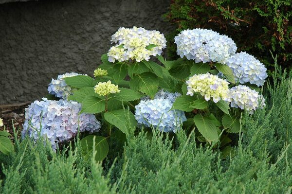 Endless Summer® Hydrangea