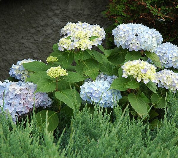 Endless Summer® Hydrangea