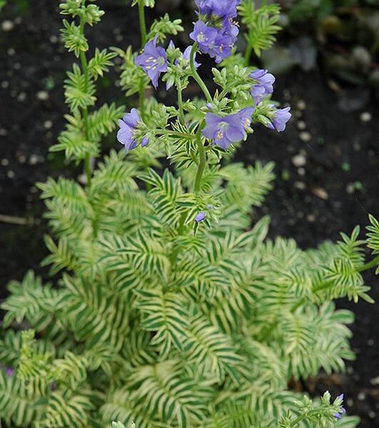 brise d'Anjou jacobs ladder