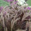 purple fountain grass