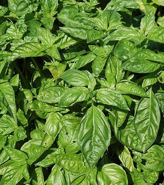 sweet basil
