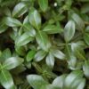 bowles periwinkle