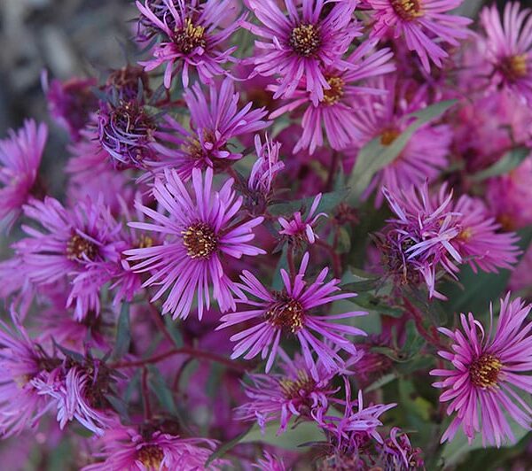 woods pink aster