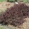 concorde Japanese barberry